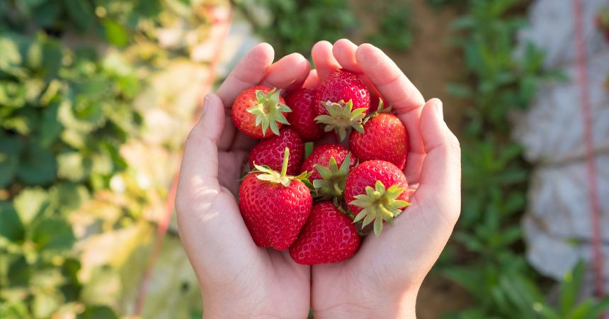 KidsGardening Supports Gardening Project at Dakota Boys and Girls Ranch