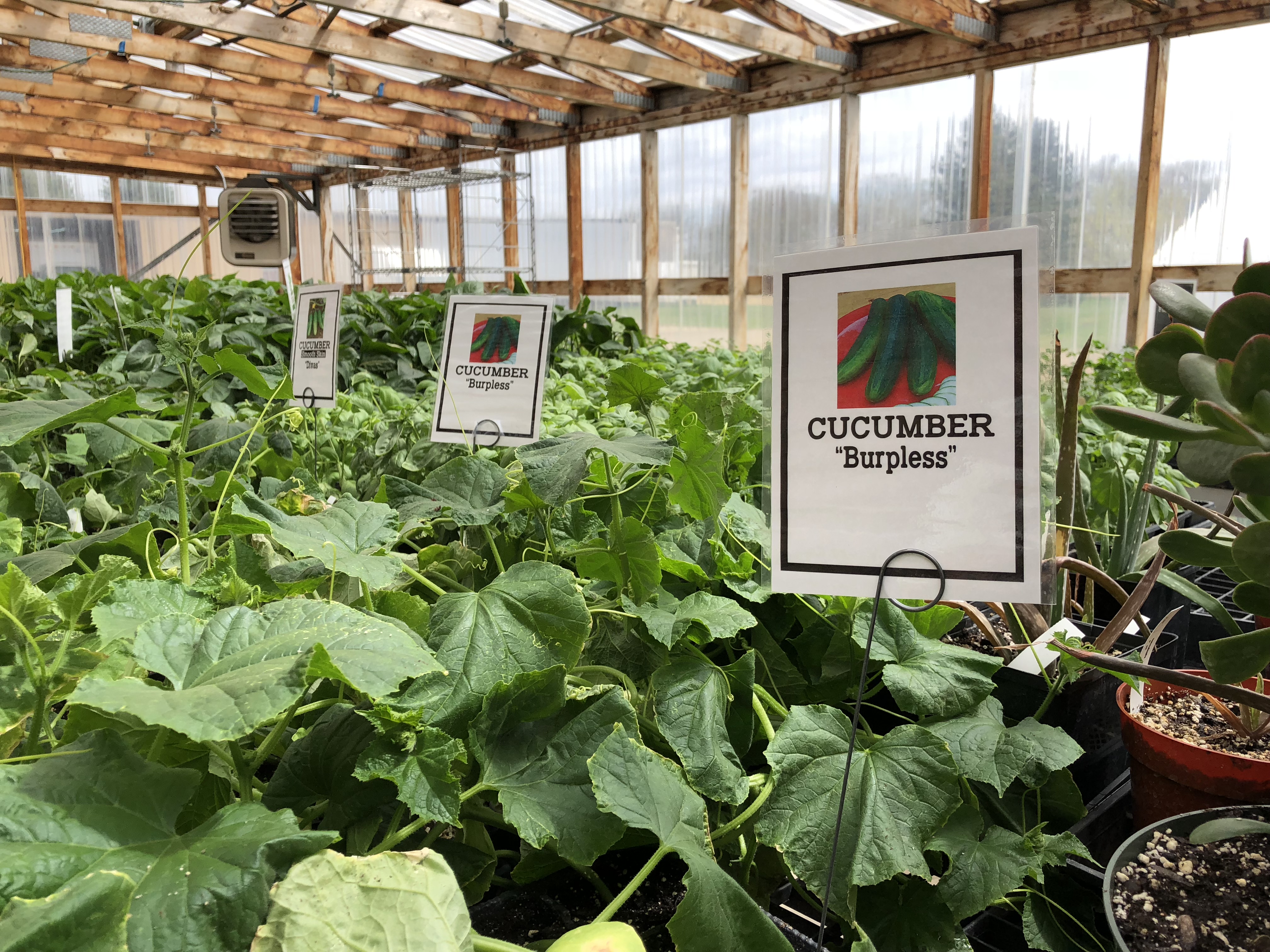 LCMS Awards $1,500 to Dakota Boys and Girls Ranch Greenhouse Program